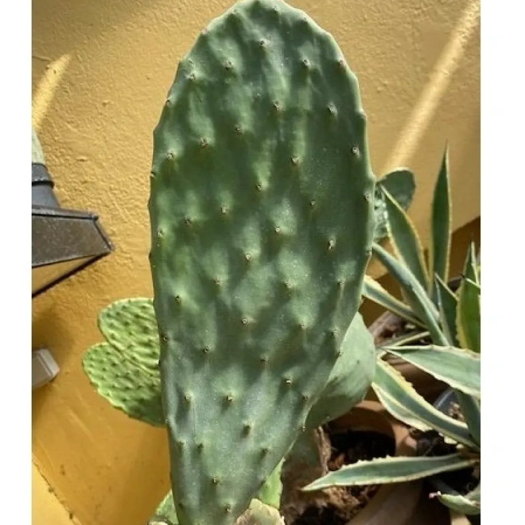 MiniZoo Figenkaktus til landskildpadder (Opuntia ficus indica)
