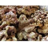 MiniZoo Fiji Levende sten 1 kg
