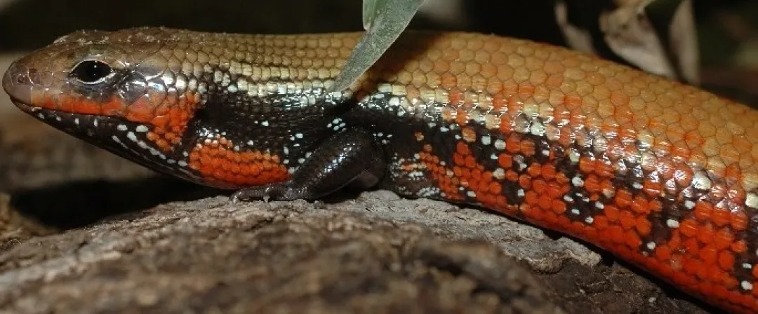 Krybdyr fra hele Verden Flammeskink (Lepidothyris Fernandi)