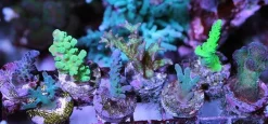 MiniZoo Frag Station FS-5 Hub Reef plug Holder live coral reef Saltvandsakvarium Fragment Holder