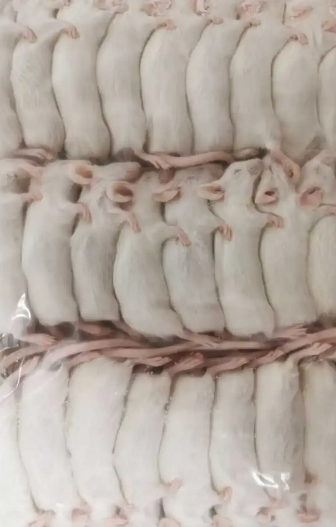 Foder til Krybdyr Frosne Mus XXL 23-30 gram 1 stk