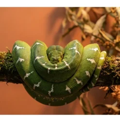 Krybdyr fra hele Verden Grøn Træboa unge Corallus Caninus