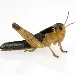 Foder til Krybdyr Græshoppe 1 stk Medium 3-4 cm