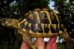 Krybdyr fra hele Verden Græsk landskildpadde (Testudo Hermanni hermanni)