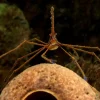 Saltvandsfisk Gullinieret pilekrabbe (Stenorhynchus seticornis)