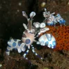 Saltvandsfisk Harlekinreje (Hymenocera picta)