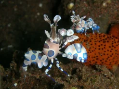 Saltvandsfisk Harlekinreje (Hymenocera picta)