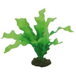 Hobby Echinodrus 20 cm