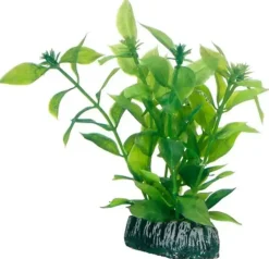 Hobby Hygrophila 13 cm