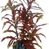 Hobby Nesaea 13 cm