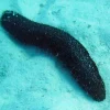 Saltvandsfisk Holothuria atra Søpølse sort