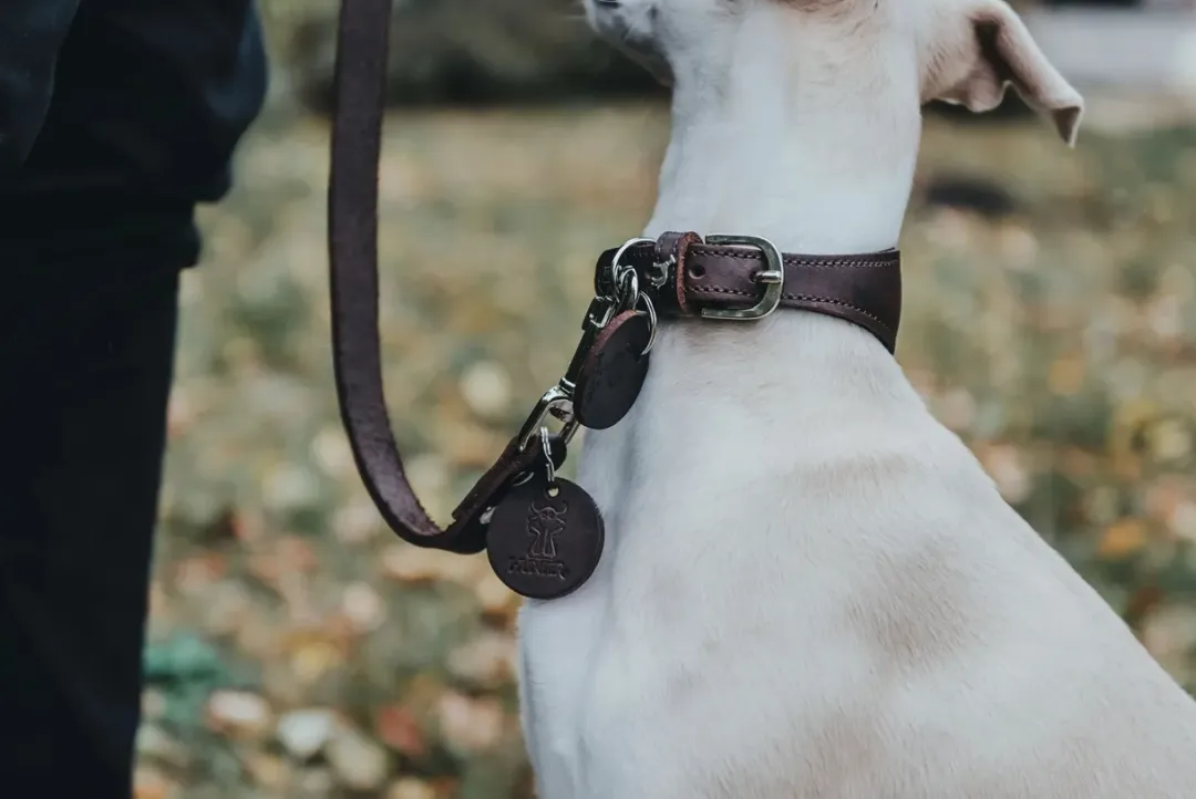 Hunter Aalborg Førerline til Hund Mørkebrun 13/110