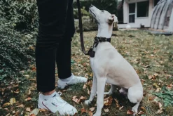 Hunter Aalborg Førerline til Hund Mørkebrun 13/110