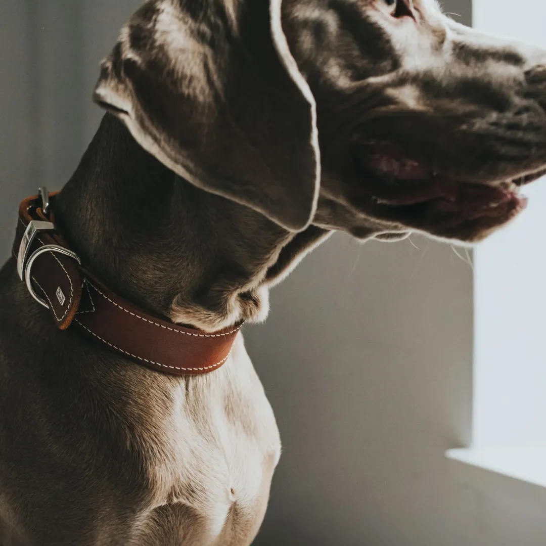 Hunter Aalborg Special Hundehalsbånd Cognac 35 - 24-30 cm