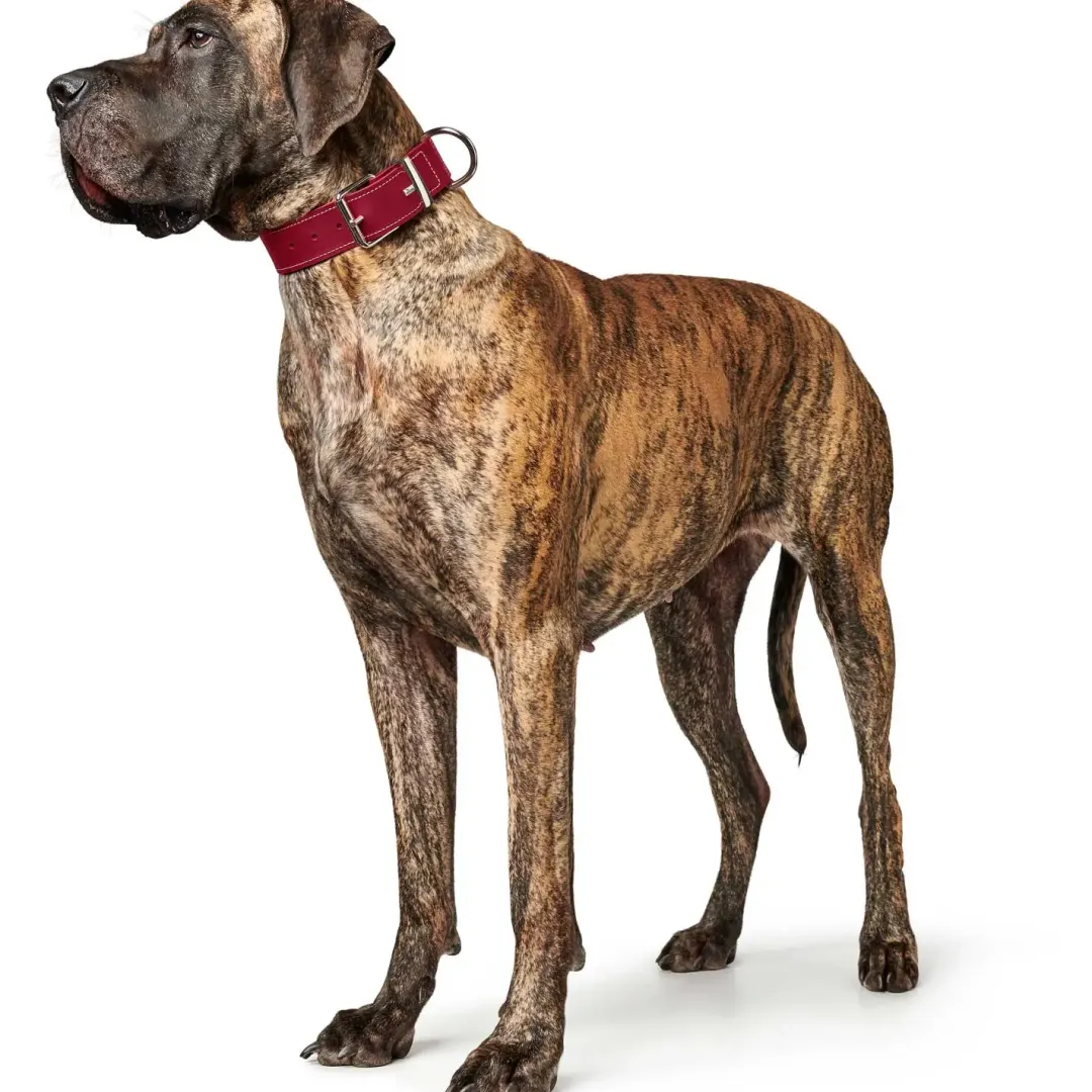 Hunter Aalborg Special Hundehalsbånd Rød 45 - 30-38 cm