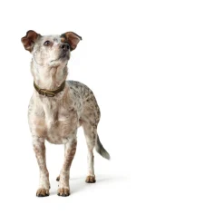 Hunter Aalborg Sport Oliven 42 hundehalsbånd - 32-38 cm