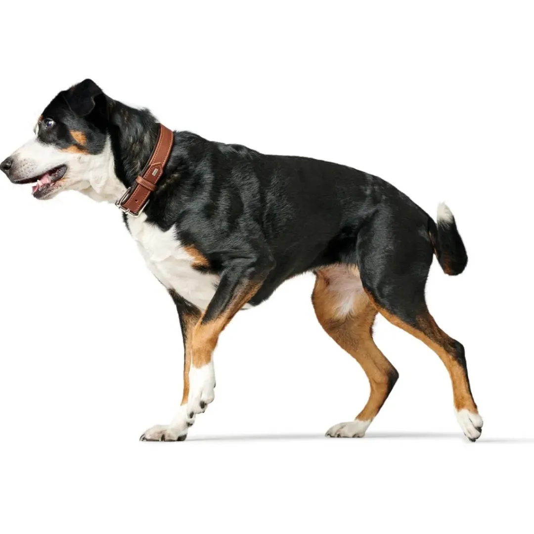 Hunter Canadian UP Hundehalsbånd Large 65 Cognac/Sort - 50-56 cm