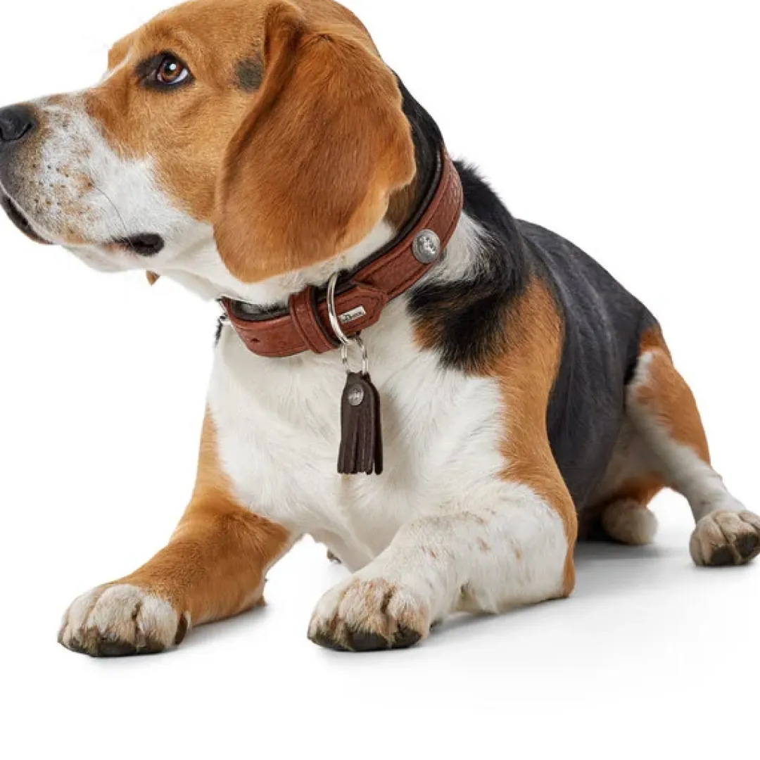 Hunter Cody 45 Cognac Mørkebrun hundehalsbånd - 33-39 cm