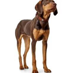 Hunter Cody 45 Cognac Mørkebrun hundehalsbånd - 33-39 cm