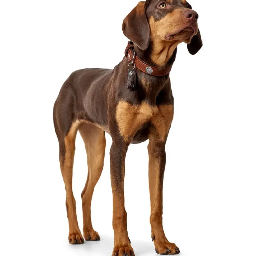 Hunter Cody 45 Cognac Mørkebrun hundehalsbånd - 33-39 cm