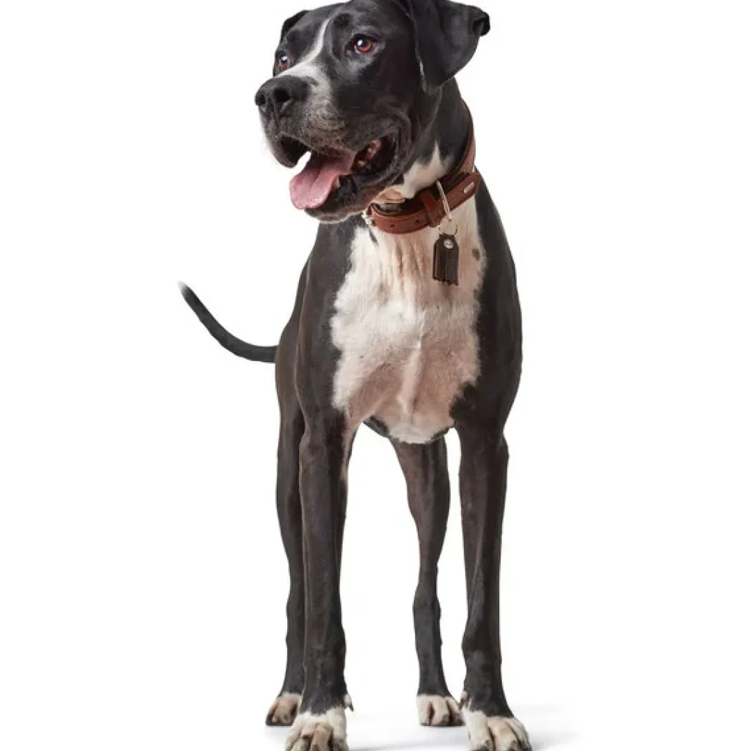 Hunter Cody 60 Cognac Mørkebrun hundehalsbånd - 46-52 cm