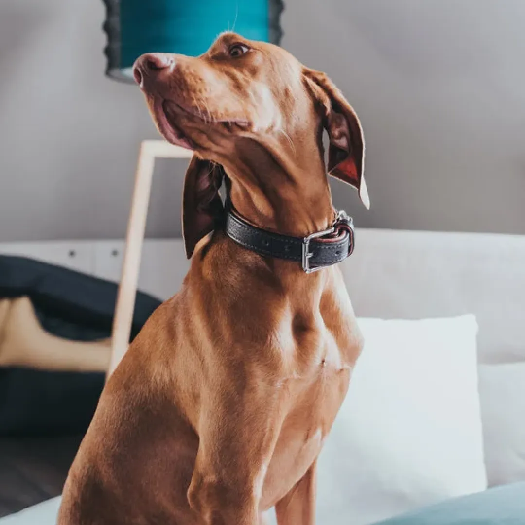 Hunter Cody 40 Mørkebrun Cognac hundehalsbånd - 29-35 cm