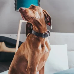 Hunter Cody 45 Mørkebrun Cognac hundehalsbånd - 33-39 cm