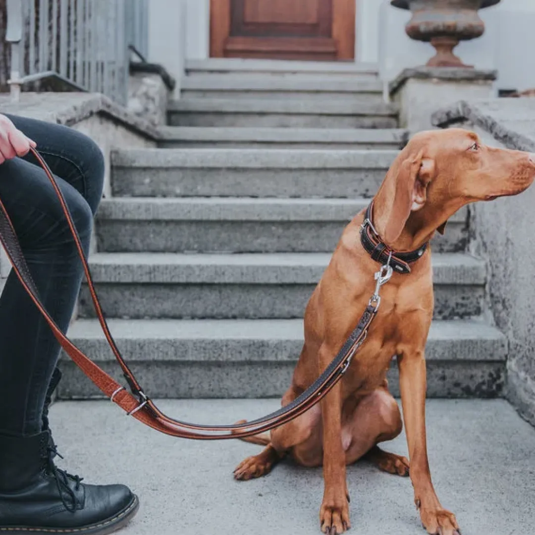 Hunter Cody 45 Mørkebrun Cognac hundehalsbånd - 33-39 cm