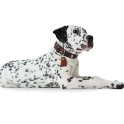 Hunter Cody 60 Mørkebrun Cognac hundehalsbånd - 46-52 cm