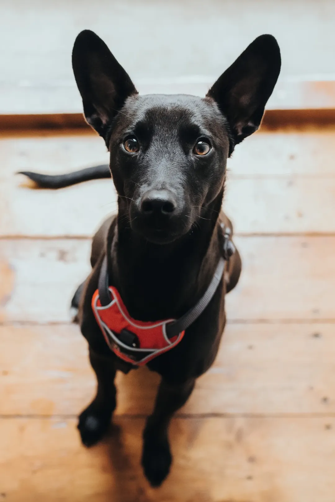 Hunter Divo hundesele L rød/grå just mave 72-100 cm - Kraftig støtte og komfort