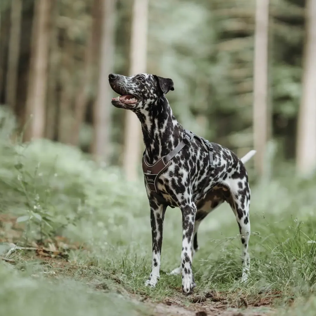 Hunter Divo hundesele L-XL brun/grå just mave 79-107 cm - Ekstra stabil støtte og komfort