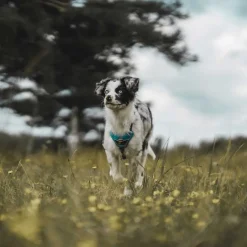 Hunter Divo hundesele L-XL lyseblå/grå just mave 79-107 cm - Sikker pasform og høj komfort
