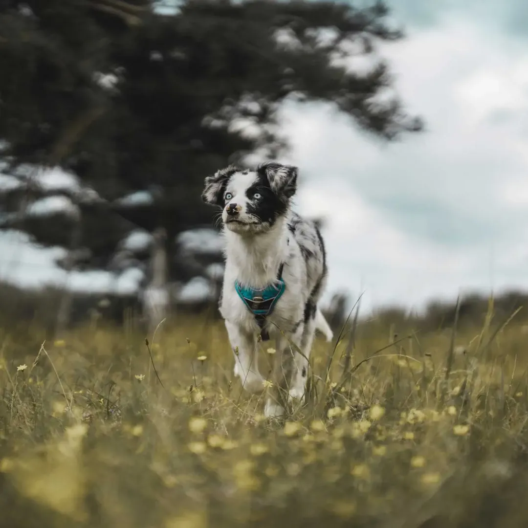 Hunter Divo hundesele L-XL lyseblå/grå just mave 79-107 cm - Sikker pasform og høj komfort