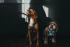 Hunter Divo hundesele L-XL lyseblå/grå just mave 79-107 cm - Sikker pasform og høj komfort