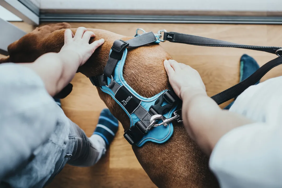Hunter Divo hundesele L-XL lyseblå/grå just mave 79-107 cm - Sikker pasform og høj komfort