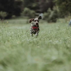 Hunter Divo hundesele M rød/grå just mave 56-73 cm - Stabil pasform og aktiv komfort