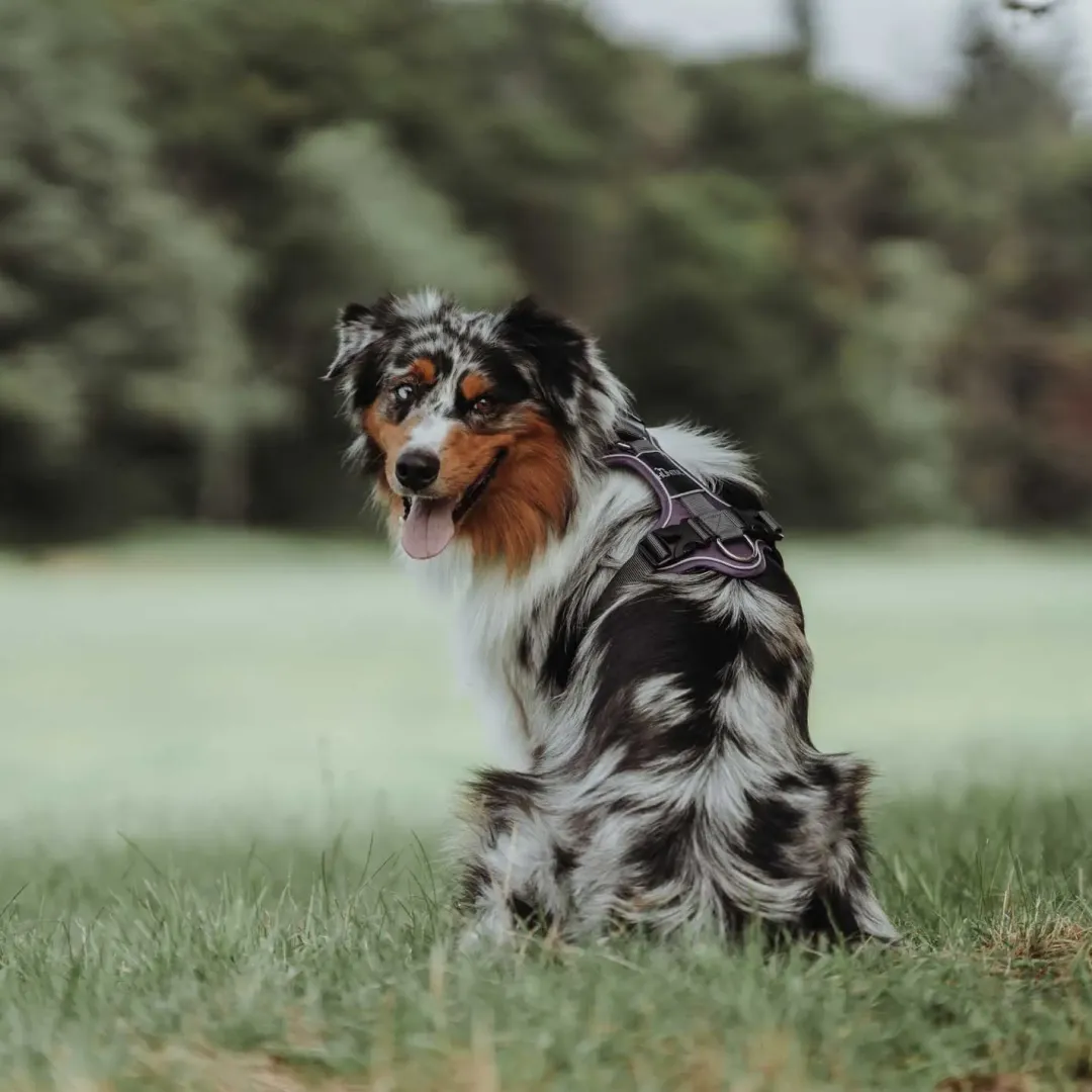 Hunter Divo hundesele M violet/grå just mave 56-73 cm - Balanceret pasform og komfort