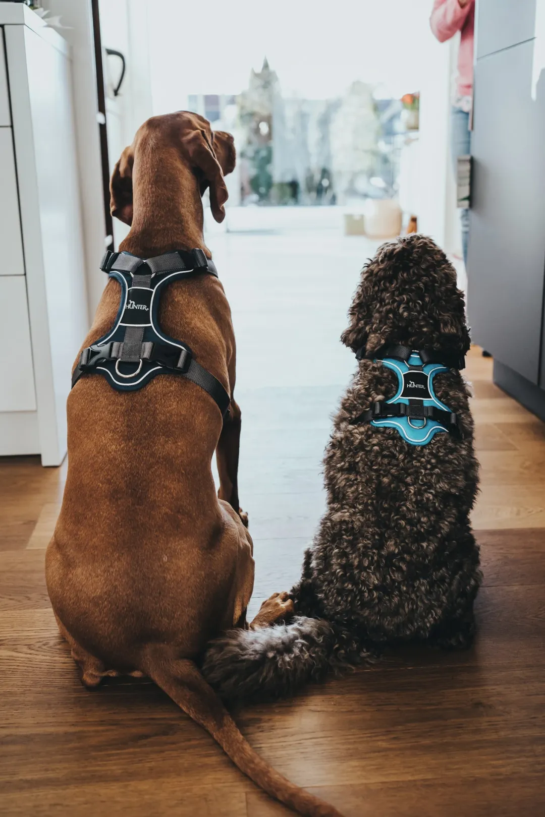 Hunter Divo hundesele S lyseblå/grå just mave 45-56 cm - Let kontrol og høj komfort