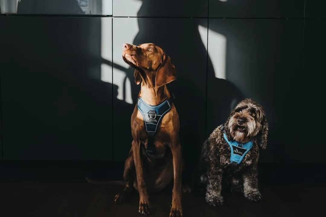 Hunter Divo hundesele S lyseblå/grå just mave 45-56 cm - Let kontrol og høj komfort