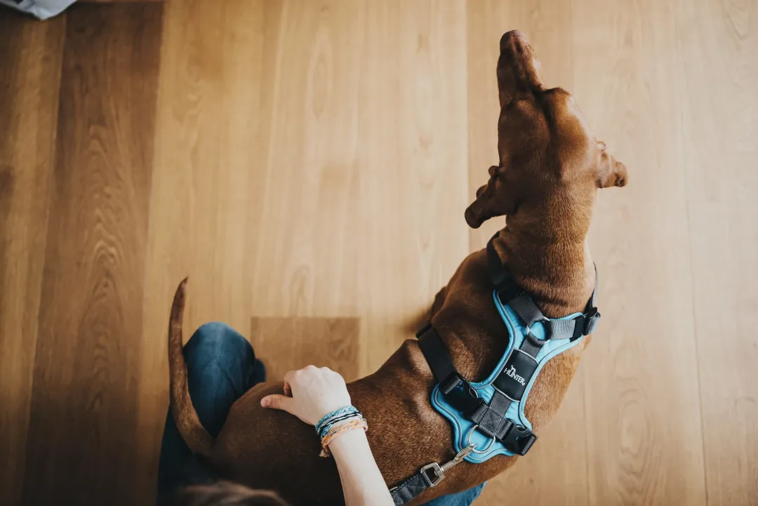 Hunter Divo hundesele S-M lyseblå/grå just mave 52-68 cm - Fleksibel støtte og komfort