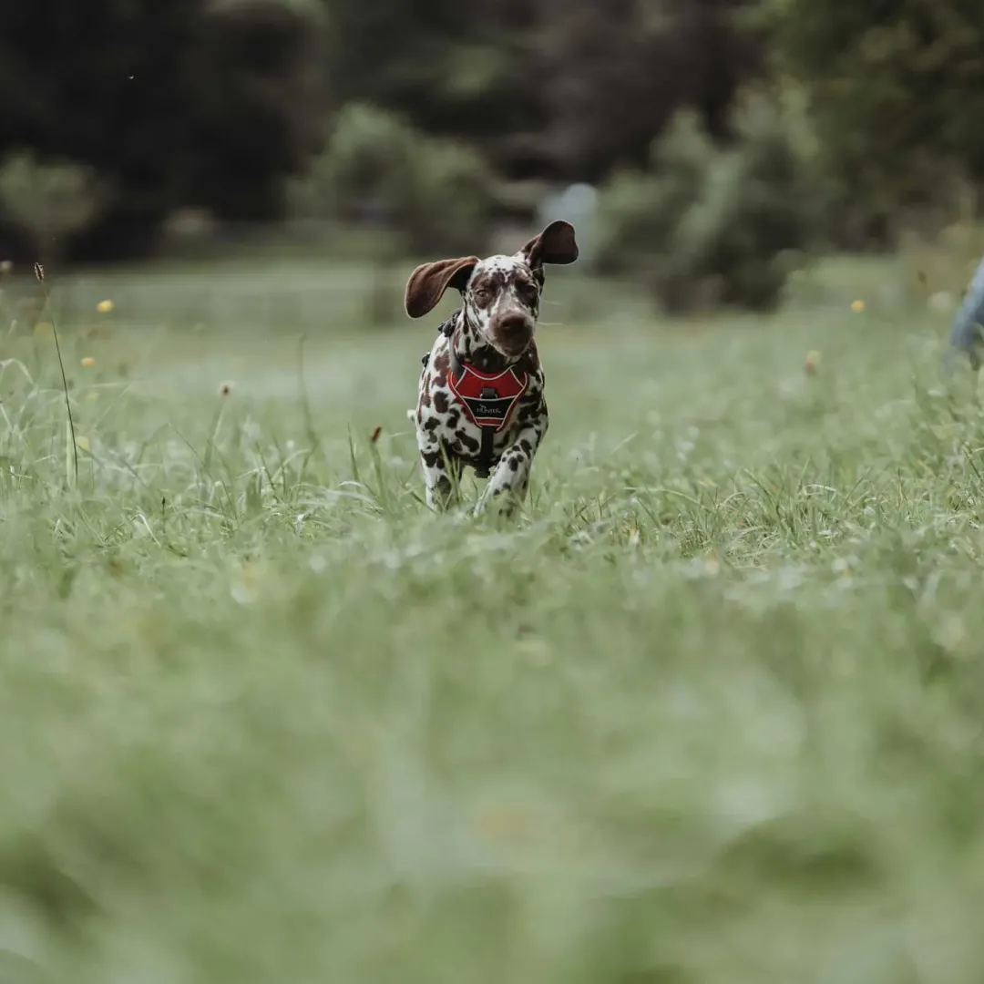 Hunter Divo hundesele S-M rød/grå just mave 52-68 cm - Fleksibel støtte til aktive ture