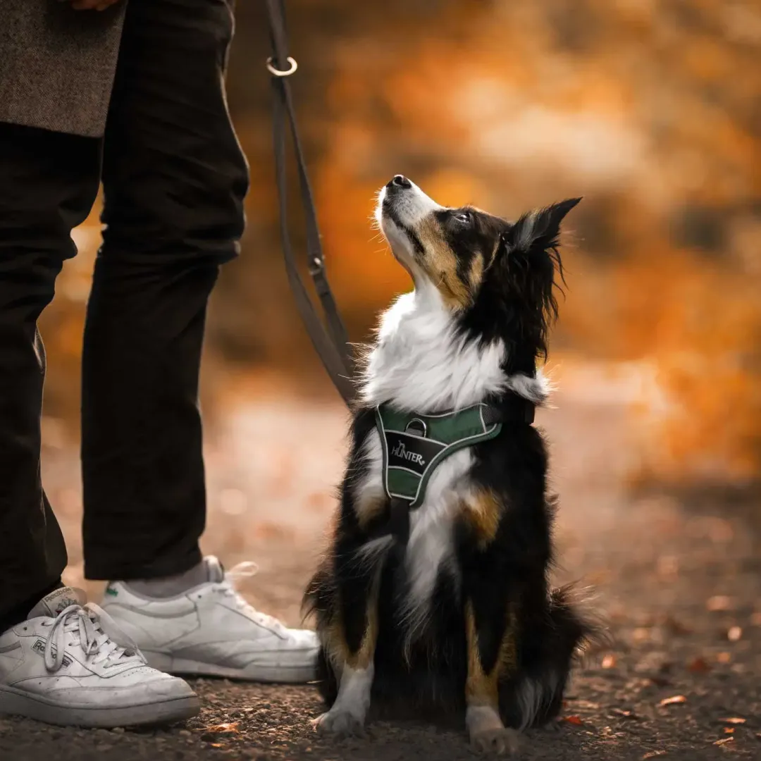 Hunter Divo hundesele XS grøn/grå just mave 34-47 cm - Let komfort og tryg pasform