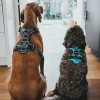Hunter Divo hundesele XS petrol/grå just mave 34-47 cm - Stabil pasform og synlig sikkerhed