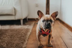 Hunter Divo hundesele XS rød/grå just mave 34-47 cm - Let pasform og tryg kontrol
