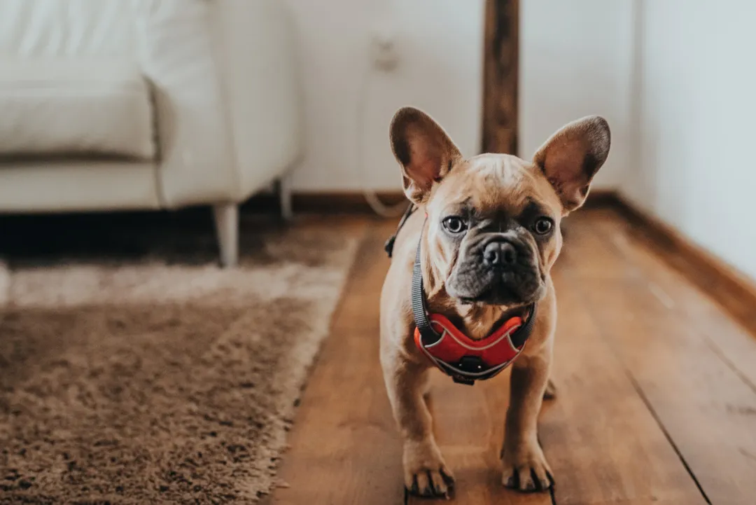 Hunter Divo hundesele XS rød/grå just mave 34-47 cm - Let pasform og tryg kontrol