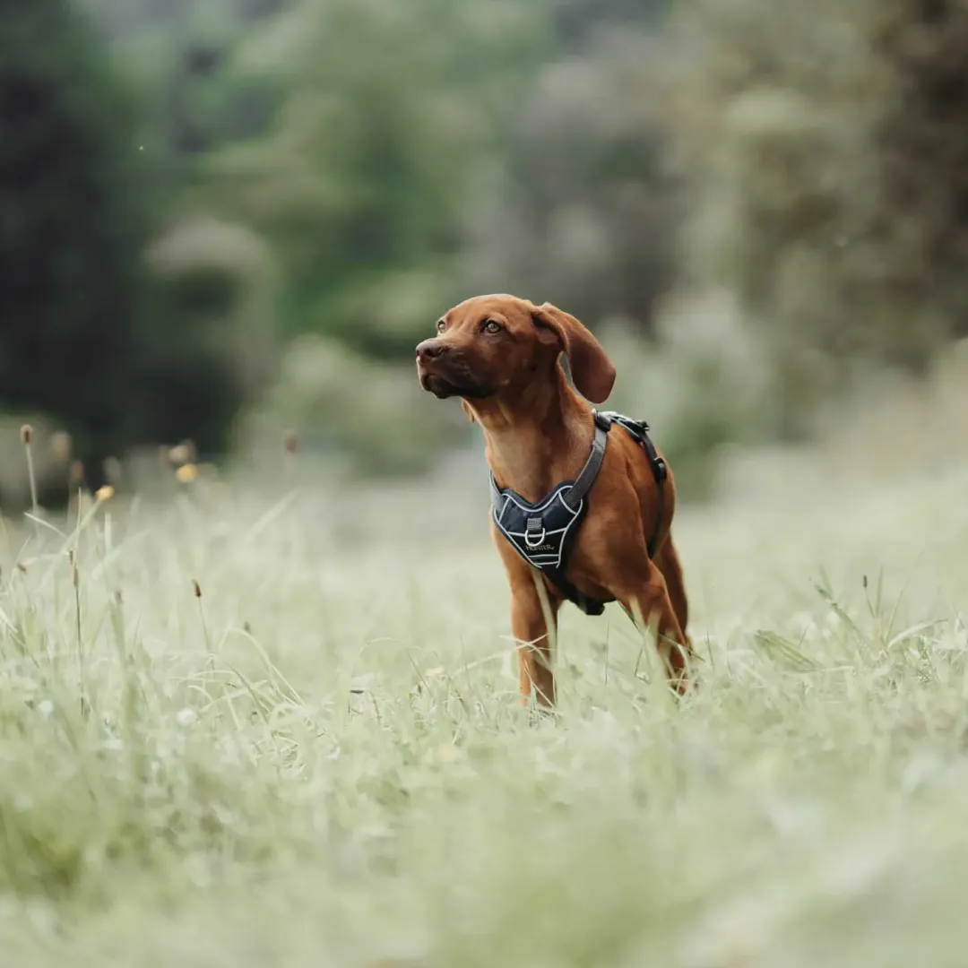 Hunter Divo Up hundesele L petrol/grå just mave 72-100 cm - Stabil kontrol og komfort