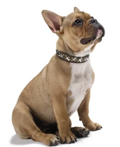 Hunter Halsbånd Arizona 42 Brun - 35-39,5 cm