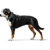 Hunter Halsbånd Divo M Grå/Grå - justerbart hundehalsbånd (35-45 cm, B 4,5 cm)