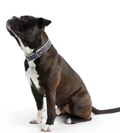 Hunter Hundehalsbånd læder Canada Elg Grå 30 - 21-25 cm