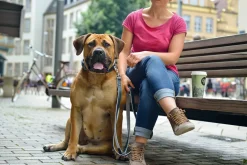 Hunter Hundehalsbånd læder Canada Elg Grå 30 - 21-25 cm